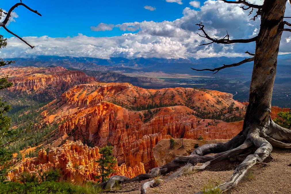 Voyage-organise-USA-Utah-Bryce-Canyon-vue-panoramique-arbre-mort-Voyages-Del-Tour
